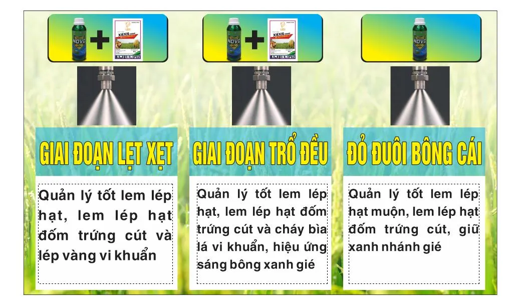 bat giai doan su dung