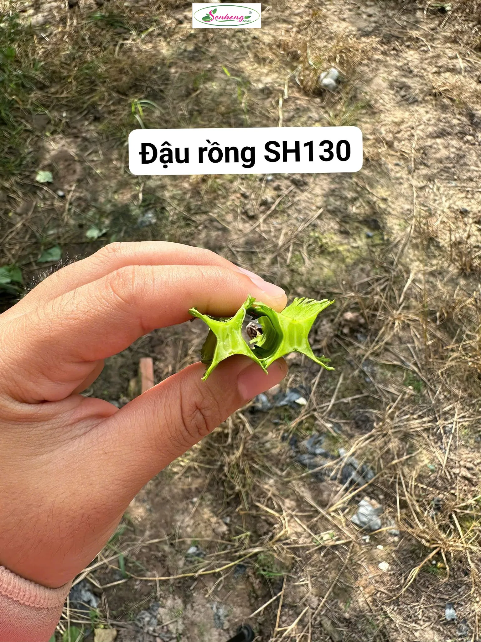 ĐẬU RỒNG SH130