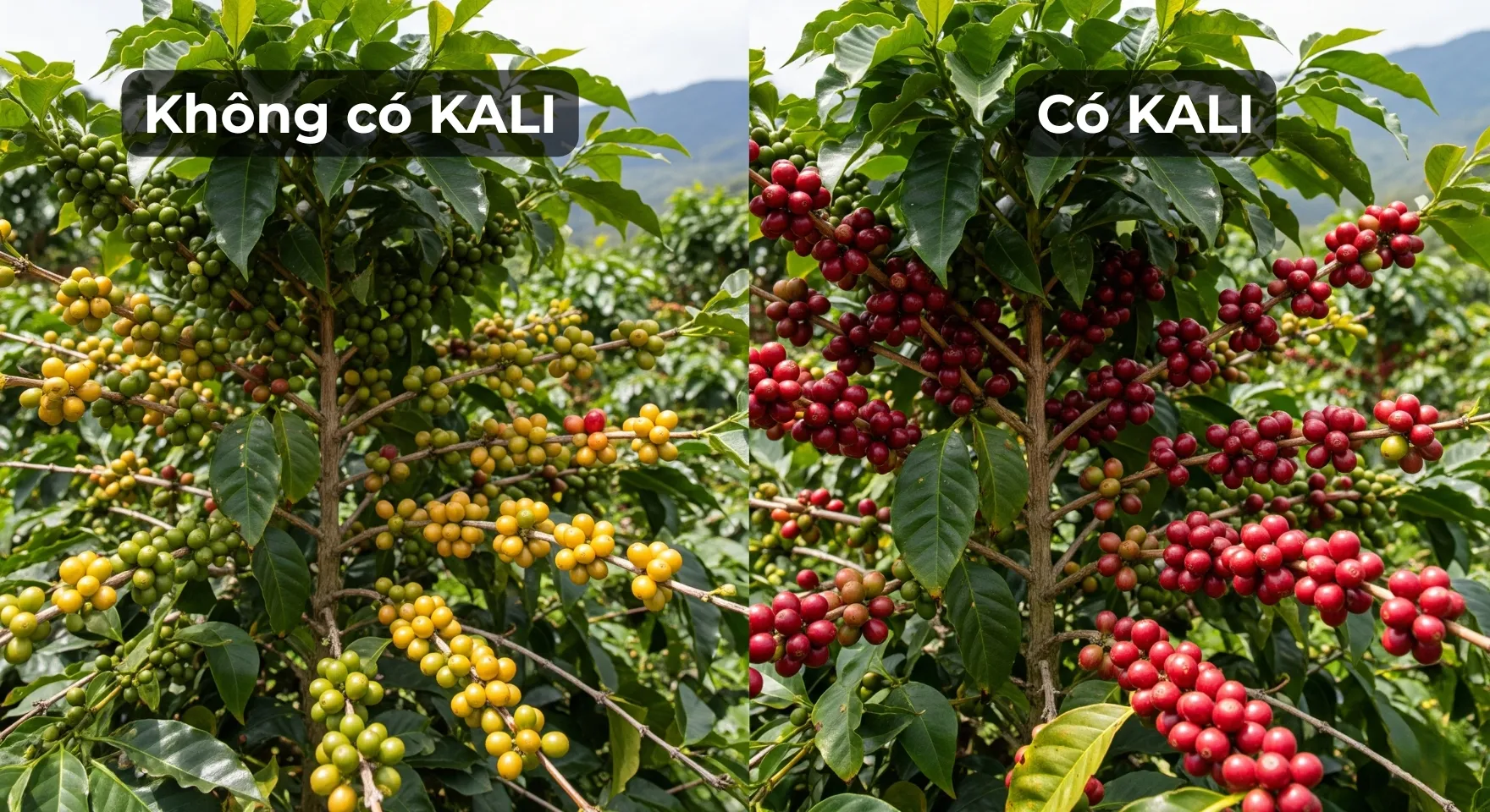 ta ng na ng xua t thu hoach do ng loat 2