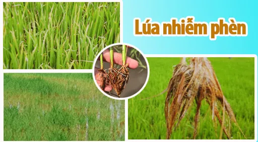 ngo doc phen lua nhiem phen