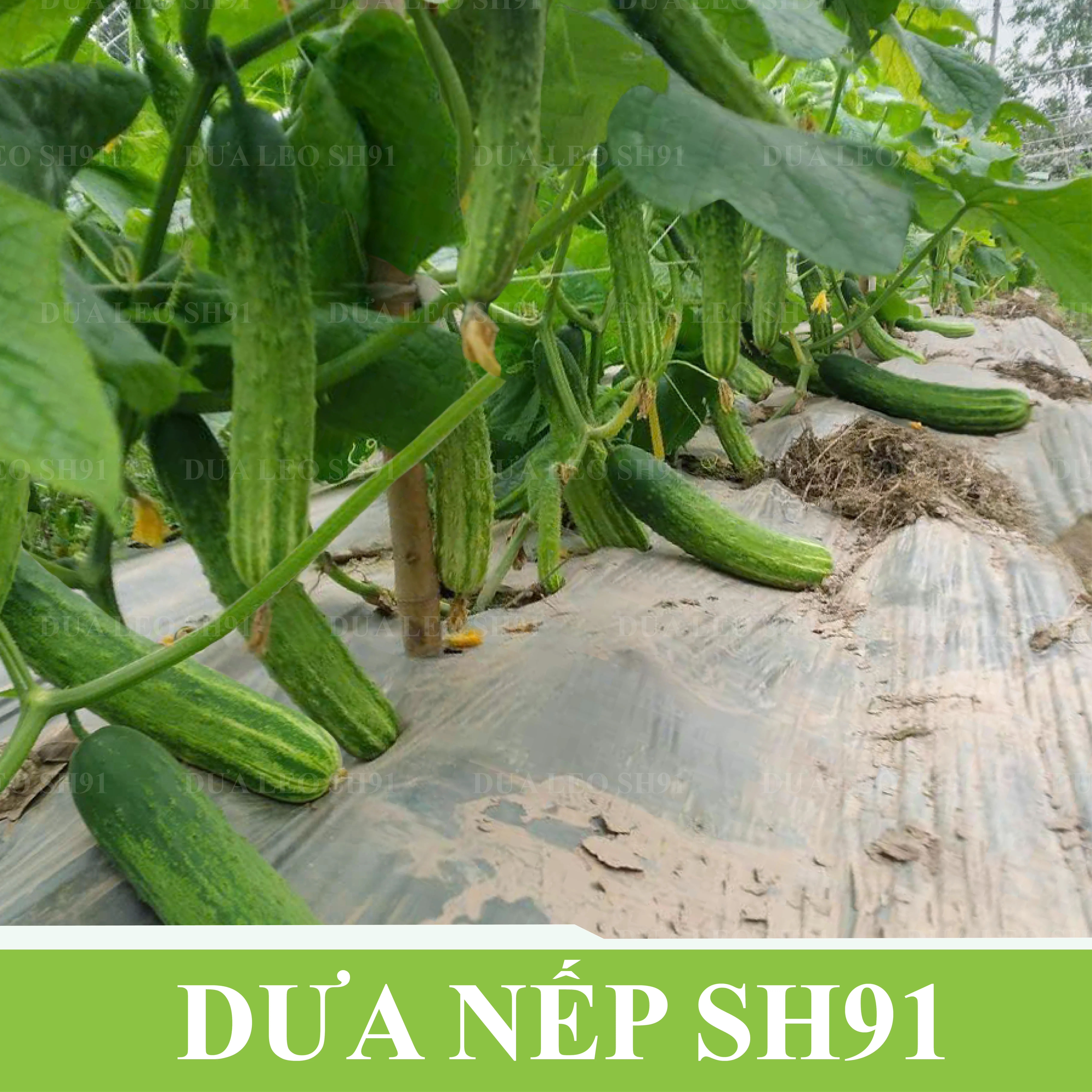 DƯA NẾP SH91