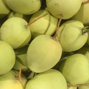XOÀI ÚC DA VÀNG