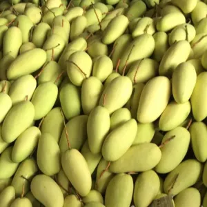 XOÀI TƯỢNG DA VÀNG