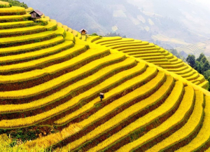 Mùa vàng bình yên trên đỉnh Cao Bồ, Hà Giang