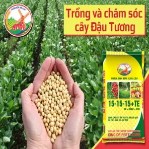 Kỹ thuật trồng và chăm sóc cây đậu tương (đậu nành)