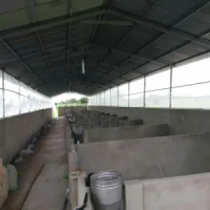 TRẠI HEO ANH HẬU - CHÂU THÀNH TÂY NINH