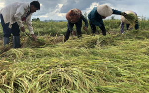 Mưa lũ kéo dài, hơn 2.000 ha lúa ở Gia Lai bị đổ sập, mất gần 20 tỷ đồng
