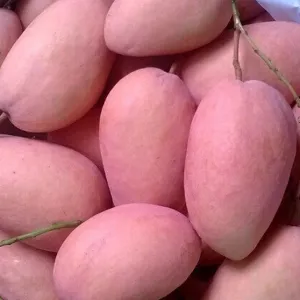 XOÀI NGỌC VÂN