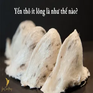 YẾN THÔ TAI A LOẠI 1 ÍT LÔNG 100GR