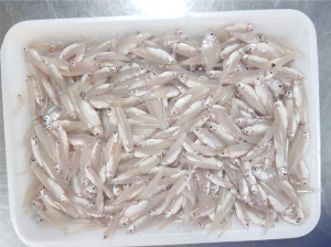 River Anchovies