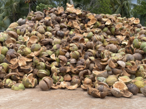 Thu mua vỏ dừa khô