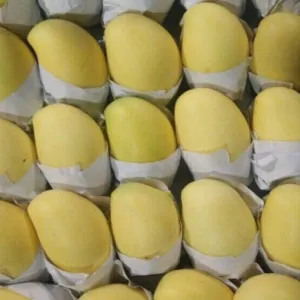 XOÀI KEO VÀNG