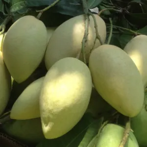 XOÀI CÁT HÒA LỘC