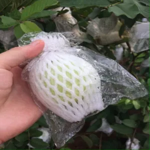 Túi bao ổi