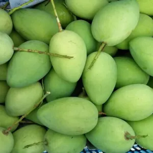 XOÀI CÁT CHU