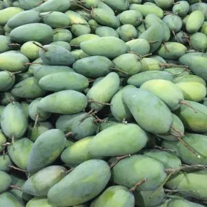XOÀI TƯỢNG DA XANH