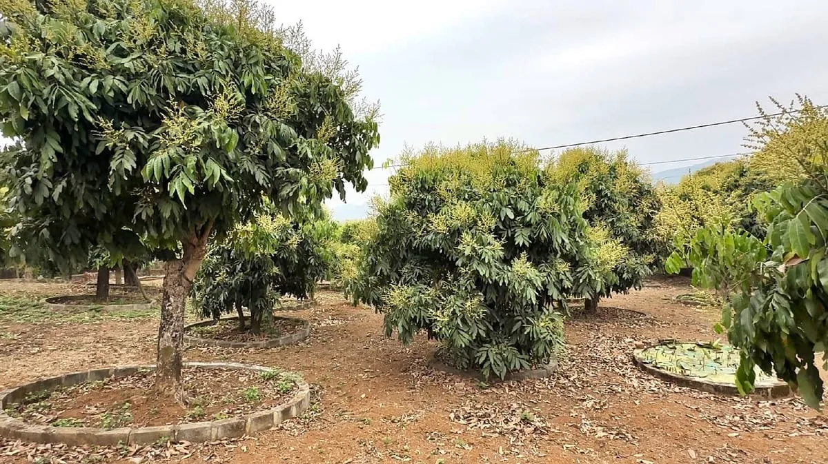 'Hồi sức' cho cây nhãn sau vụ thu hoạch