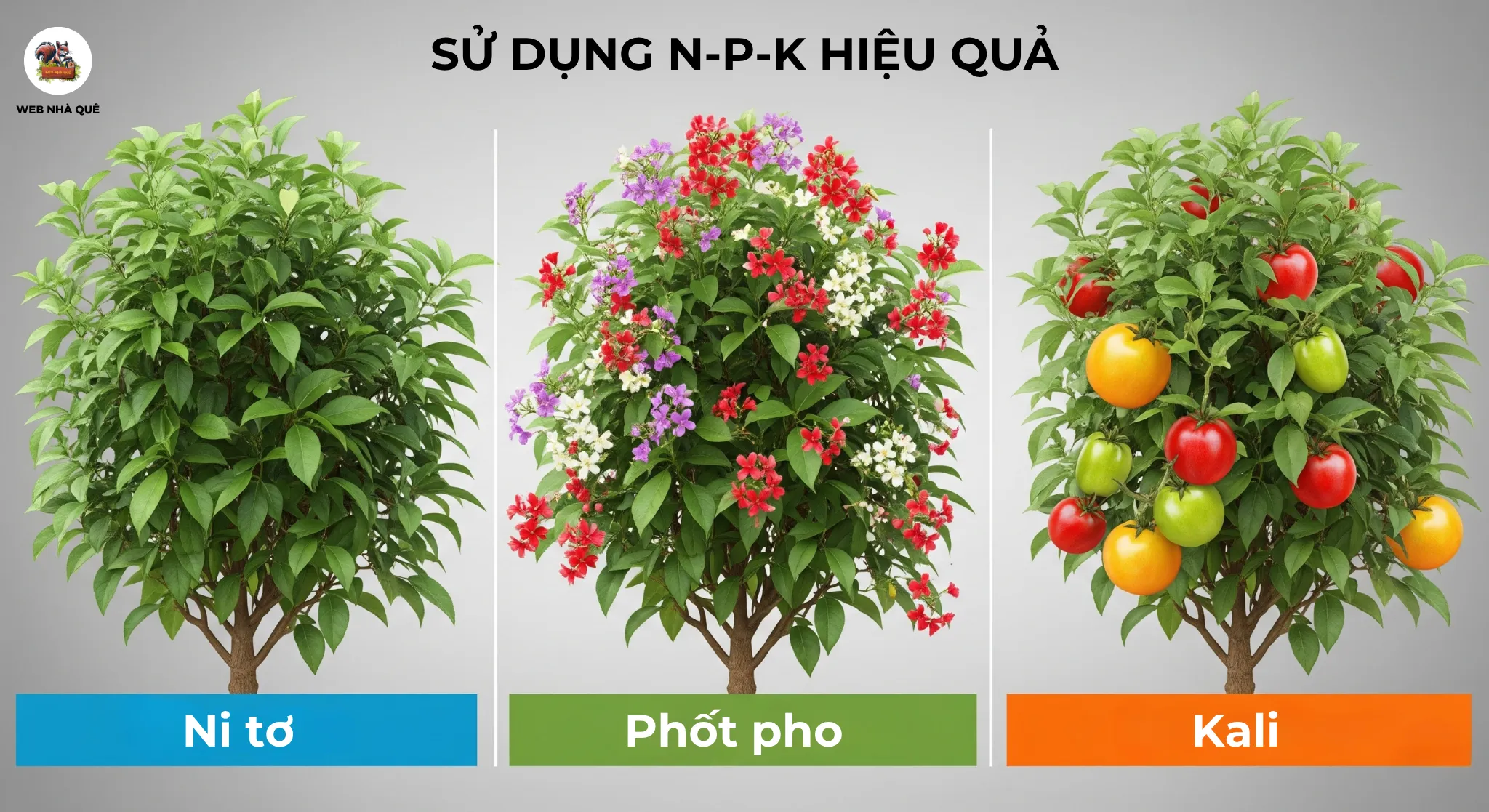 Sử Dụng NPK Hiệu Quả: Bí Quyết Bón Đạm, Lân, Kali Theo Giai Đoạn Phát Triển Cây