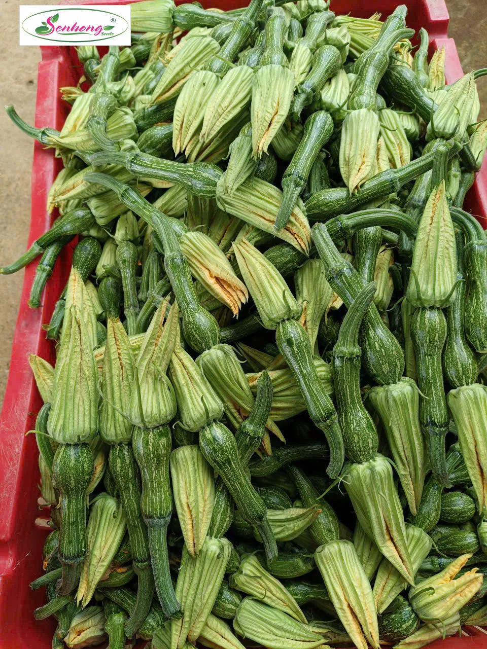 BÍ ĂN NỤ SH125
