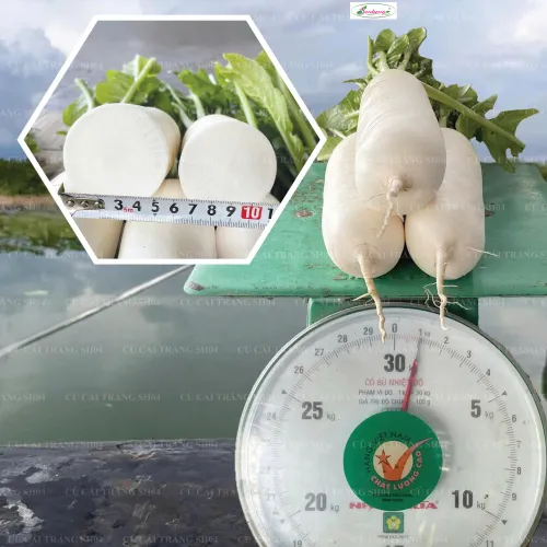 CẢI CỦ SH04