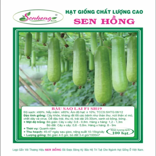 BẦU SAO LAI F1 SH19