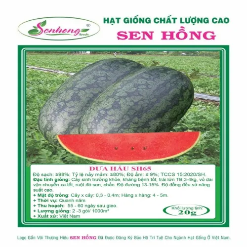 DƯA HẤU  SH65