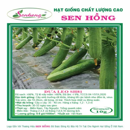 DƯA LEO BÓNG SH81
