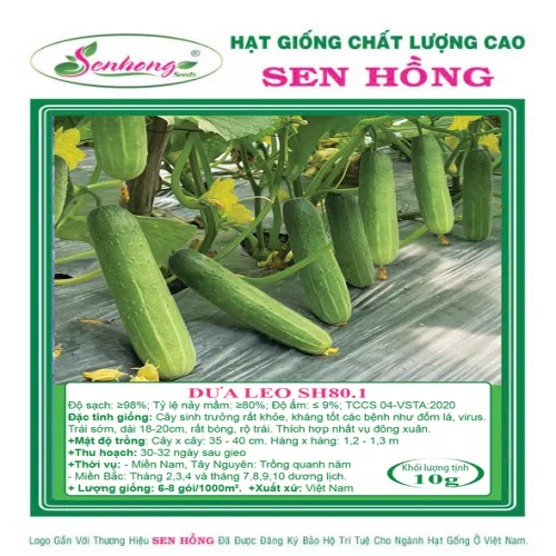 DƯA LEO BÓNG SH80.1