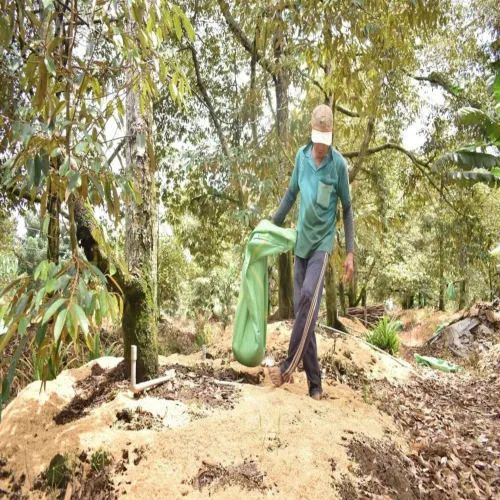 Châu Phi trở thành điểm đến tiềm năng của hạt gạo Việt