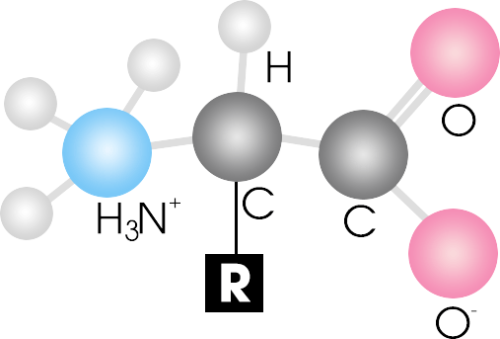 Axit amin là gì? Vai trò và tác dụng