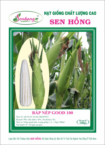 BẮP NẾP GOOD 100