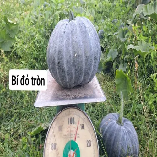 BÍ TRÒN TO SH01