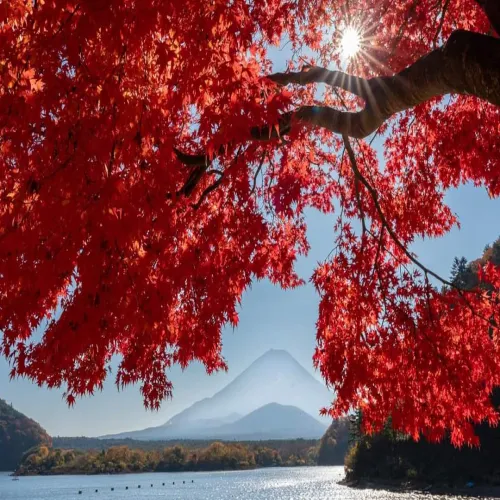 🍁Cùng khám phá 5 điểm ngắm lá đỏ nổi tiếng ở khu vực Kanto🍁
