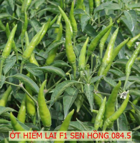 QUY TRÌNH TRỒNG ỚT HIỂM LAI F1 SEN HỒNG