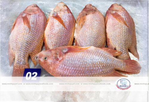 RED TILAPIA WGS