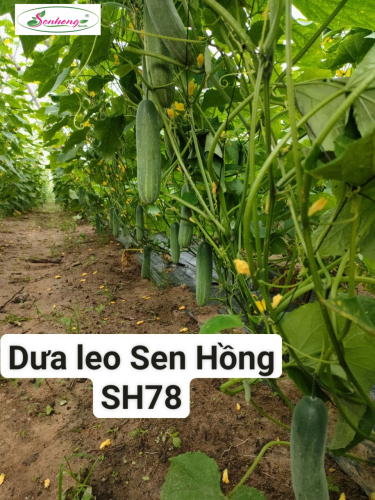 DƯA LEO F1 SH78