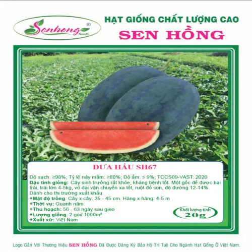 DƯA HẤU SH67