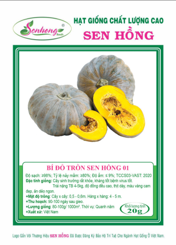 BÍ ĐỎ TRÒN TO SEN HỒNG 01