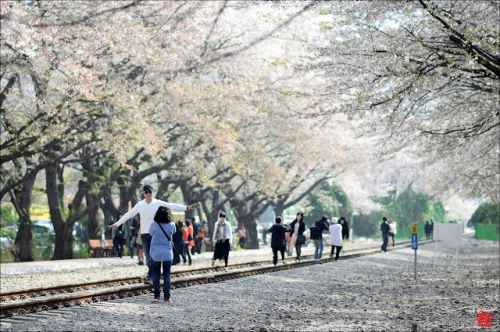 LỄ HỘI HOA ANH ĐÀO Ở JINHAE, TỈNH GYEONGNAM HÀN QUỐC