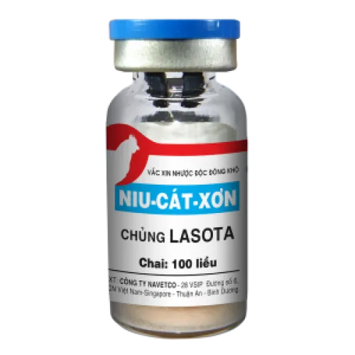 NIU CÁT XƠN Chủng Lasota