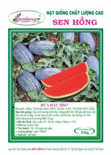 DƯA HẤU SH67