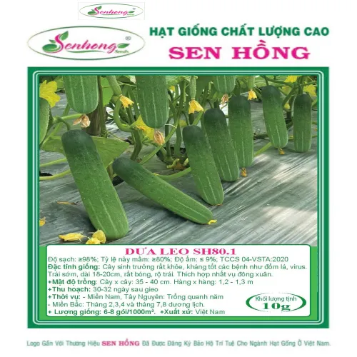 DƯA LEO BÓNG SH80.1