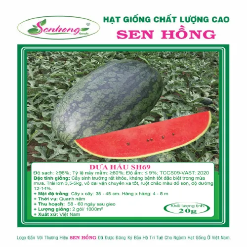 DƯA HẤU SH69