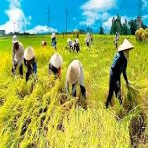 Châu Phi trở thành điểm đến tiềm năng của hạt gạo Việt