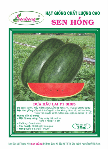 DƯA HẤU  SH65