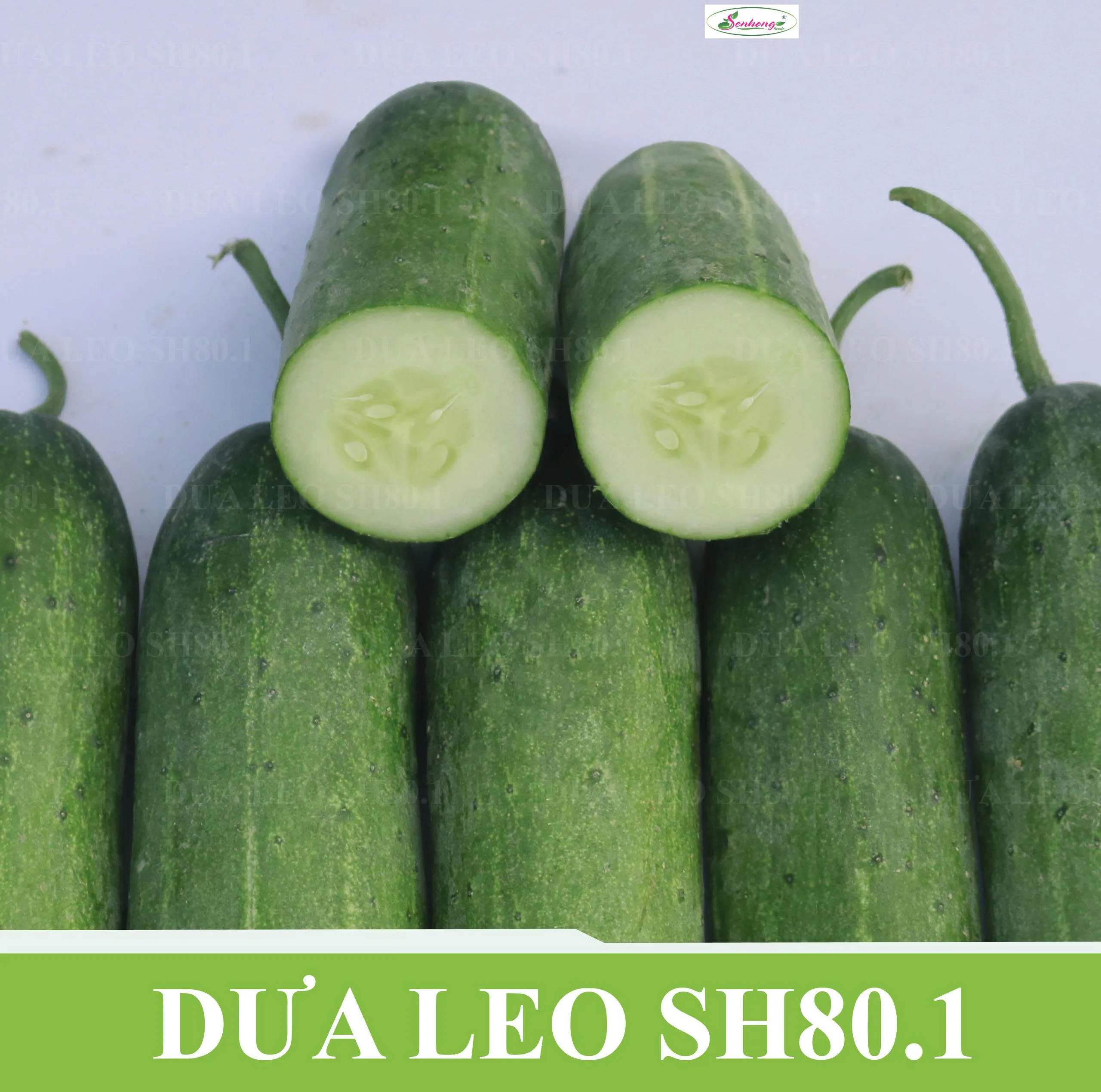 DƯA LEO BÓNG SH80.1