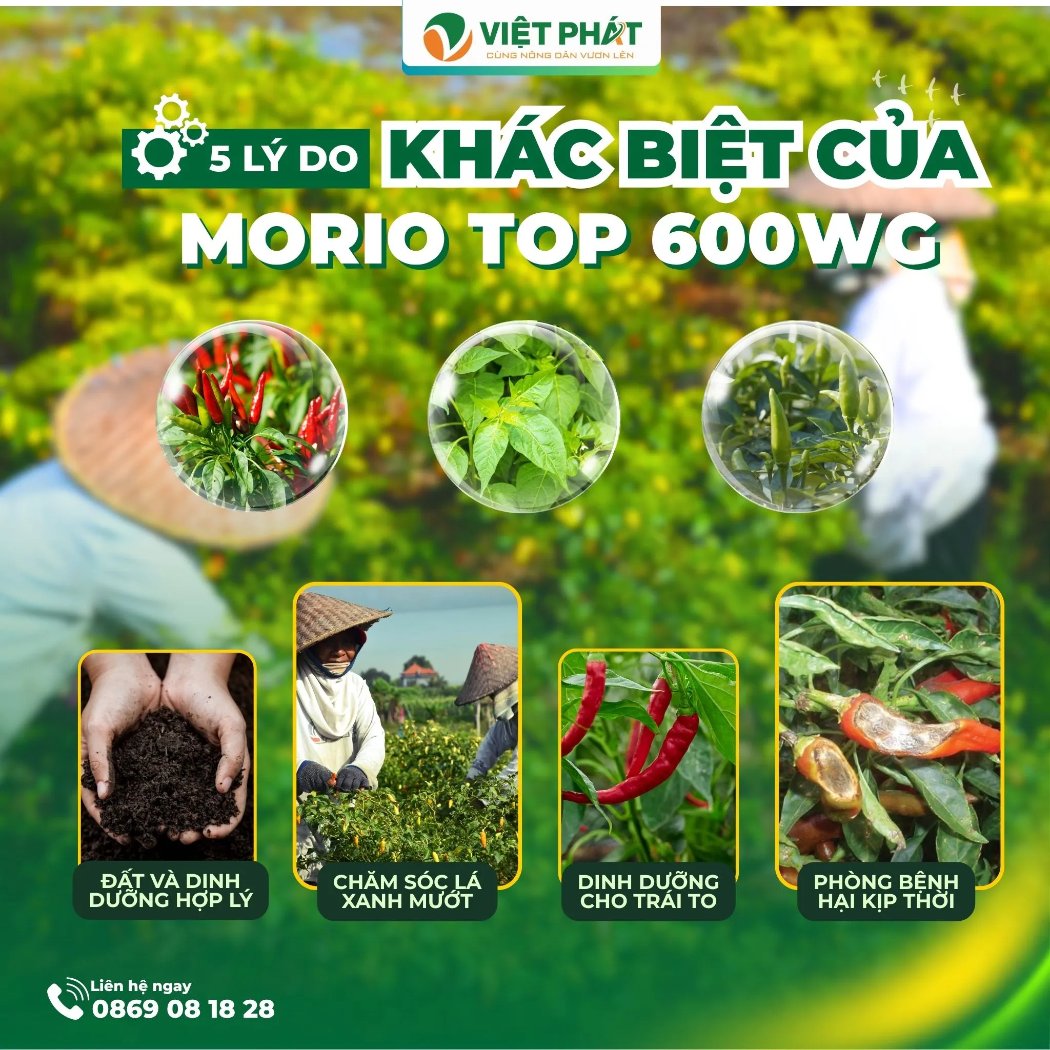 MORIOTOP 600WG. 5 LÝ DO KHIẾN SẢN PHẨM KHÁC BIỆT TRÊN THỊ TRƯỜNG - VIỆT PHÁT NÔNG NGHIỆP