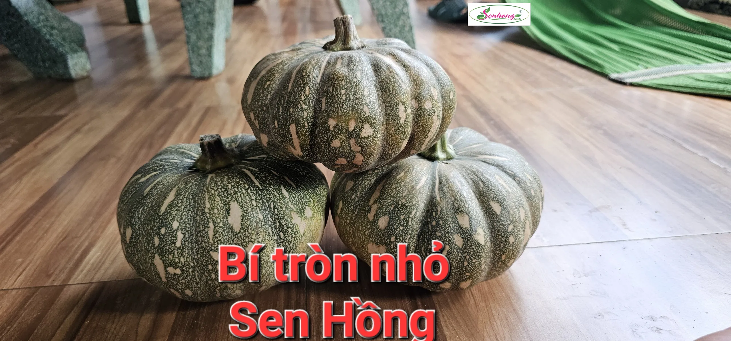 BÍ TRÒN NHỎ SH123