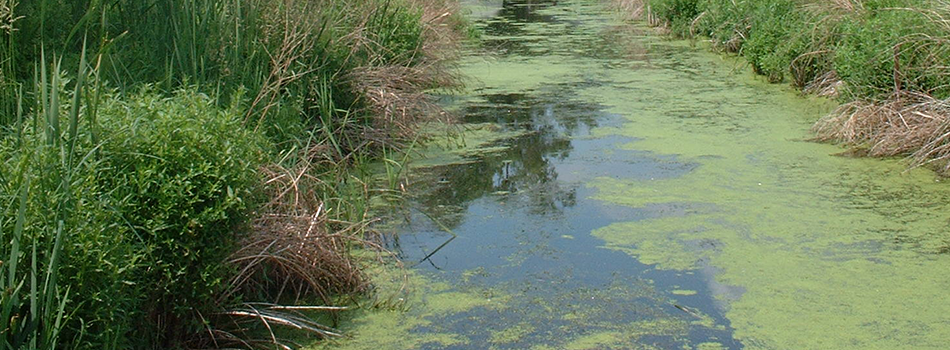 Photpho trong nước thải ảnh hưởng đến môi trường