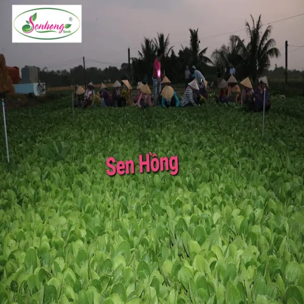 CẢI THÌA LAI F1 SH104